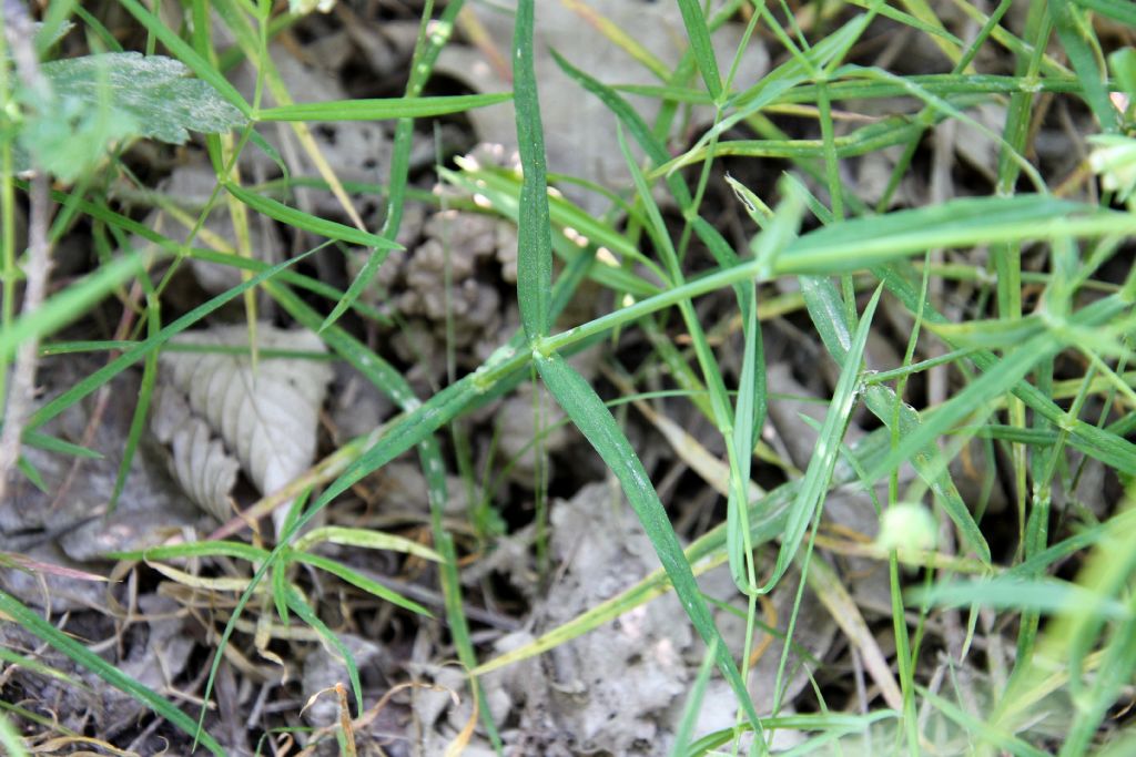 Stellaria holostea?